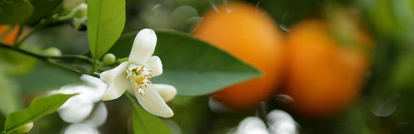 Orange blossoms (c) UCR / Stan Lim 2019