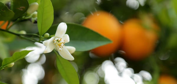 Orange blossoms (c) UCR/ Stan Lim2019