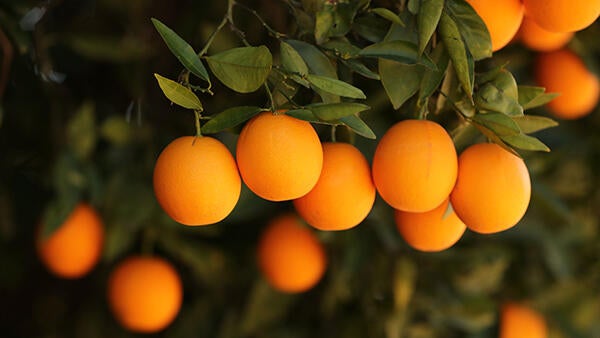 Orange grove AgOps (c) UCR / Stan Lim 2019