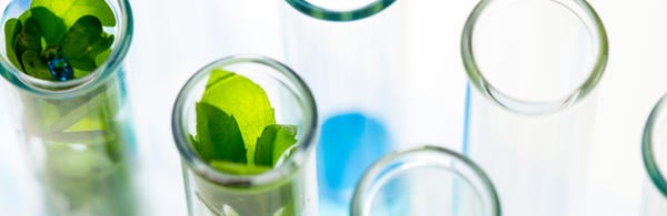 plants in test tubes (c) istock