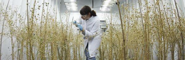 Student in greenhouse (c) UCR / Stan Lim
