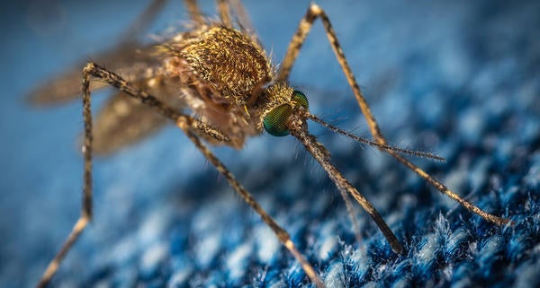 Mosquito
