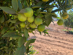 New hybrid citrus fruit bred for disease resistance and flavor, image courtesy of Chandrika Ramadugu/UCR