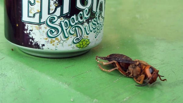 The first Asian giant hornet identified in North America in 2021 (shown) was from a previously unknown incursion. WASHINGTON STATE DEPARTMENT OF AGRICULTURE