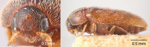 Tiny but destructive khapra beetles (shown, side and front view) almost got into the United States at least twice in 2018 in air passenger luggage. Customs stopped those two incursions.