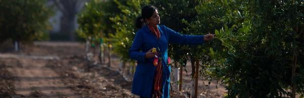 UC Riverside botanist Chandrika Ramadugu, seen on campus Monday, Jan. 4, 2021, leads a project to develop a variety of citrus that is resistant to citrus greening disease. UCR received a $4.67 million grant to test hybrid varieties of citrus. (Photo by Cindy Yamanaka, The Press-Enterprise/SCNG)