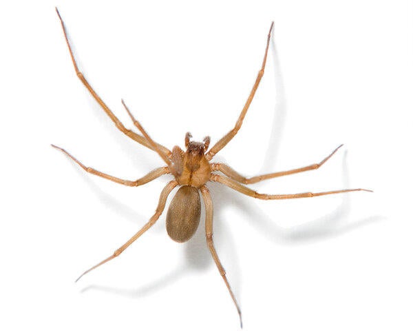 Brown recluse (c) The New York Times