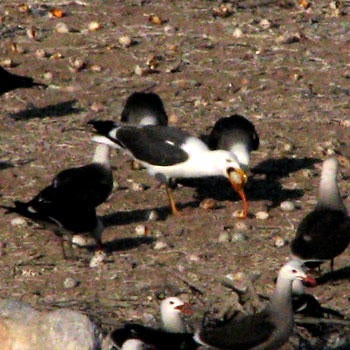 6_26_gulls.jpg