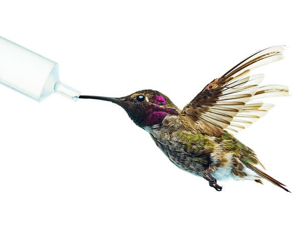 An adult male Anna’s-Costa’s hybrid hummingbird sips from a feeder in Chris Clark’s UC Riverside laboratory (c) Spencer Lowell