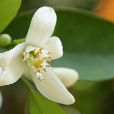 Citrus blossoms (c) UCR/Stan Lim