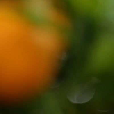 Citrus blossoms (c) UCR/Stan Lim
