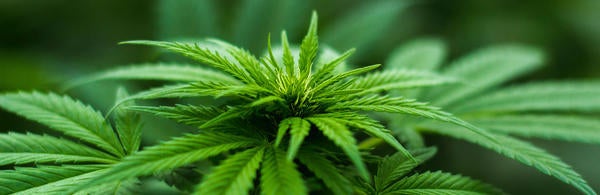Cannabis close-up, source: pexels.com