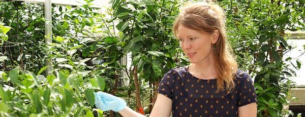 Danielle Steveneson, Etox PhD student, in Greenhouse 8