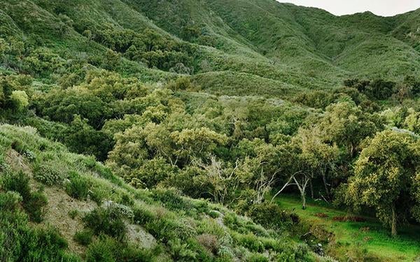 Emerson Oaks Natural Reserve (c) UCNRS