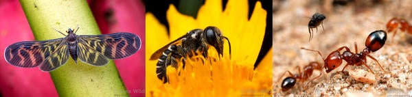 Entomology banner with three images