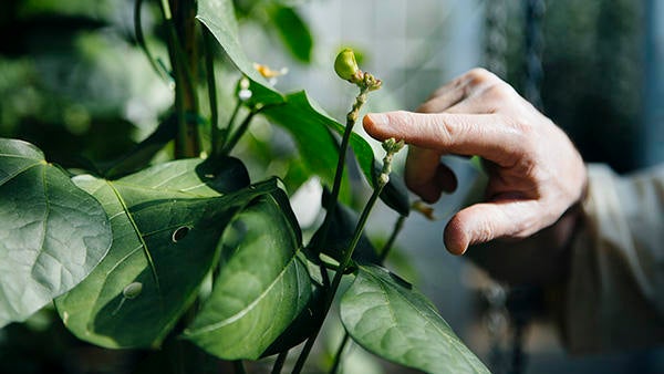 Greenhouse, hand pointing at plant (c) UCR