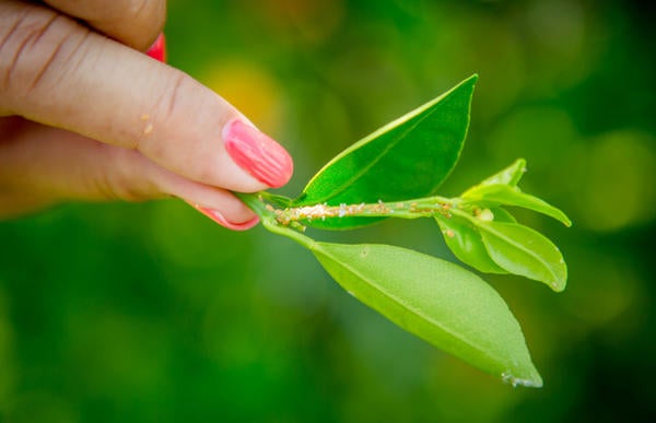  Asian citrus psyllid nymphs on citrus leaf