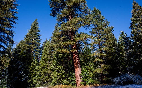 James San Jacinto Mountains UCR Natural Reserve (c) UCNRS