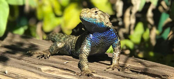 Lizard in UCR Botanic Gardens (c) UCR / Ilse Ungeheuer | Science ...