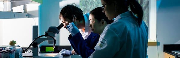 MCSB Prof. Sachiko Yamanaka in lab with microscope (c) UCR