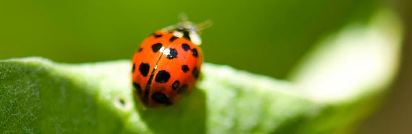 Ladybug on leaf