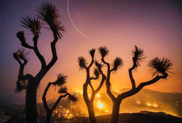 Stuart Palley, "Burned Joshua Trees, Erskine Fire," 2016. (Courtesy of the artist)