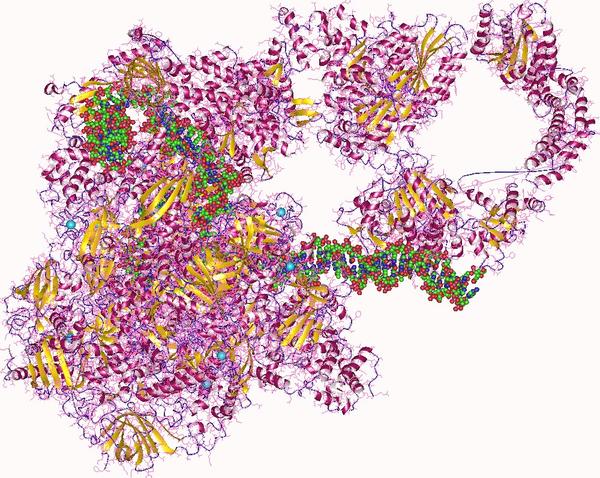 RNA polymerase enzyme + opened DNA helix, Human (c) Wikimedia Commons