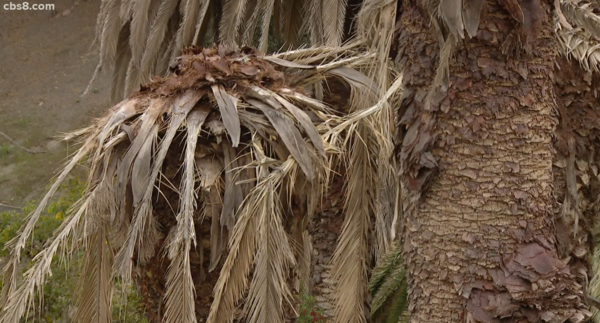 palm trees dying video screen shot from cbs