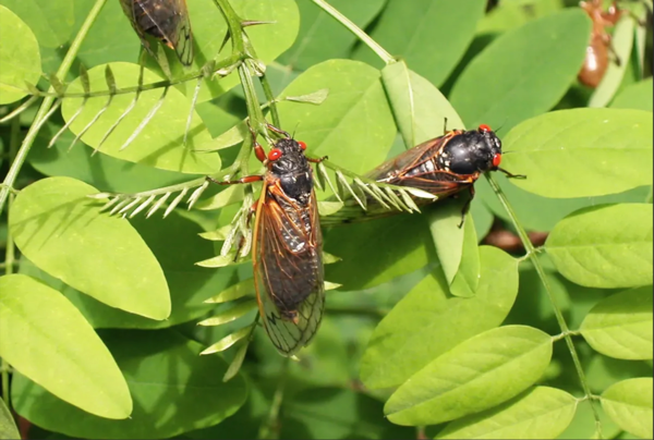 After 17-years living below ground, billions of cicadas belonging to Brood X are beginning to emerge across much of the eastern United States. The cicadas shed their larval skin, spread their wings, and fly out to mate, making a tremendous noise in the process. (Richard Ellis/Getty Images)