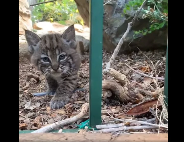 In this screengrab from a staff member’s video, a bobcat kitten is seen roaming about UC Riverside’s Botanic Gardens, with its sibling and mother not far behind. (Courtesy photo)