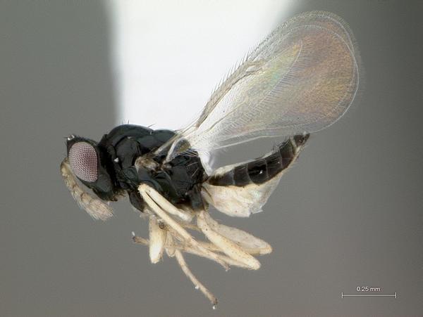 Tamarixia radiata parasitoid wasp (Mike Lewis / UC Riverside Center of Invasive Species Research)