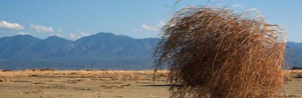 Tumbling tumbleweed