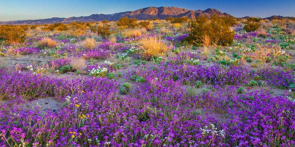 California wildflowers in bloom