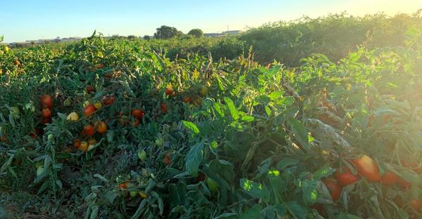 Tomatoes grown in Davis, Calif., and sampled to obtain genetic material for research.