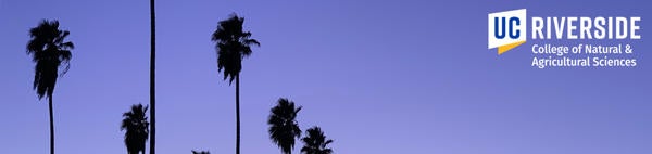 CNAS Zoom background palm trees at sunset