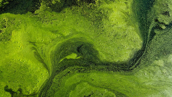 Algae