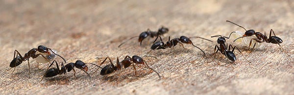 Argentine ants