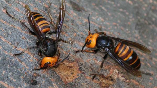 Asian Giant Hornet / Wikimedia