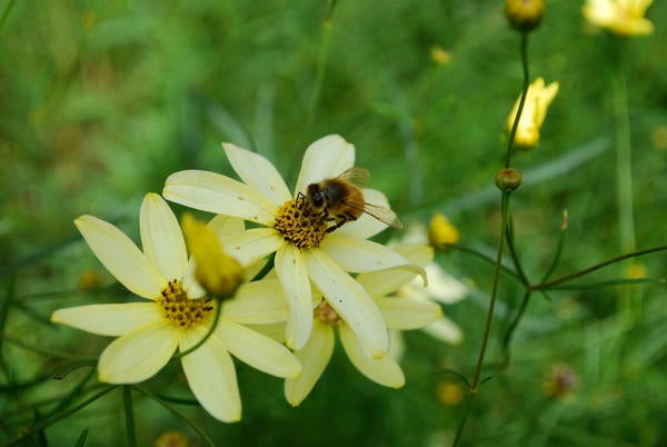 Bee on flower