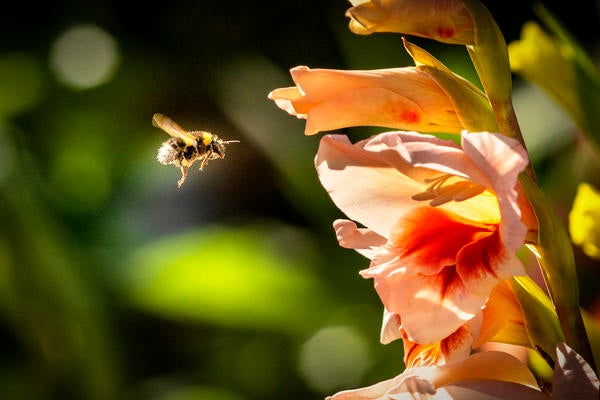 Bee approaching a flower