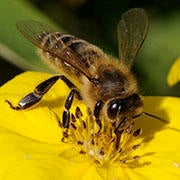 bee_180_v1