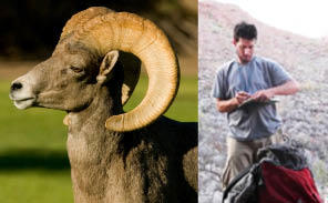 Bighorn sheep