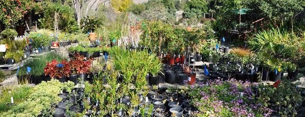 Botanic Gardens online Plant Sale 2020