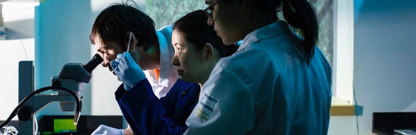 (c) UCR CNAS - students in the lab looking through a microscope