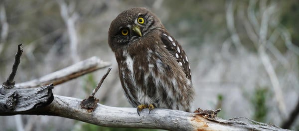 (c) Dominik Vo 1354302 unsplash - owl on a branch