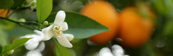 (c) UCR/Stan Lim - citrus bloom in a citrus tree