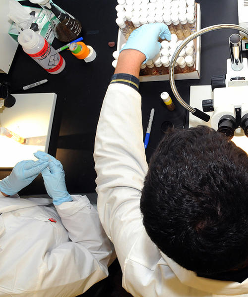 View from above of a student at a microscope (c) UCR / CNAS