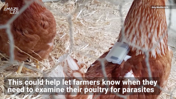 Chickens video, Murillo Lab