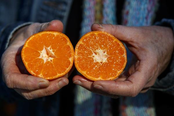 Tracy Kahn holds a tango mandarin (c) Allen J. Schaben / Los Angeles Times