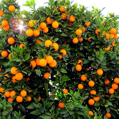 Citrus tree